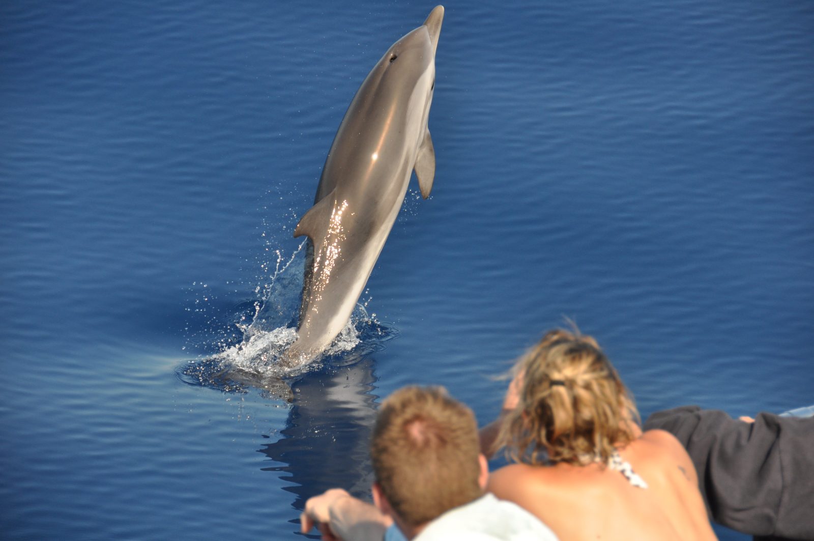 Cala Rossa Dream - Observation of dolphins - Shops : Mandelieu - La Napoule