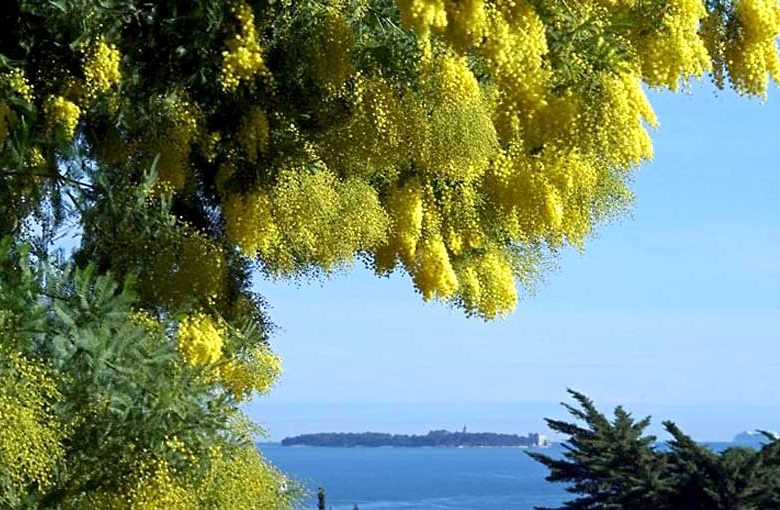 Mimosa Festival: Mandelieu - La Napoule